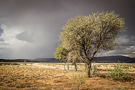 树,荒芜,乌云,纳米比亚