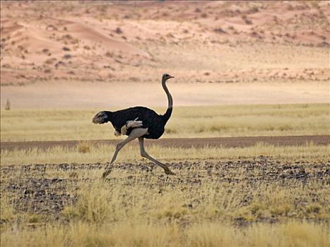 鸵鸟,鸵鸟属,纳米布沙漠,靠近,纳米比亚,非洲