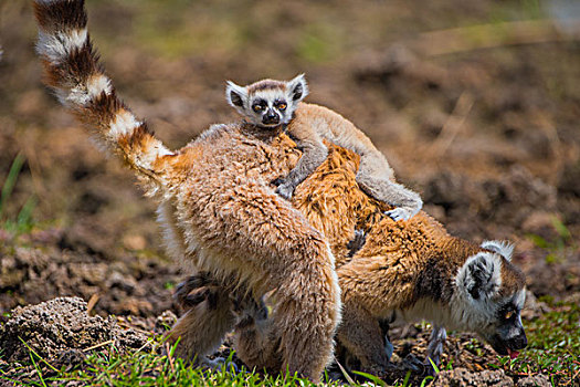 madagascar马达加斯加环尾狐猴母子在草地上