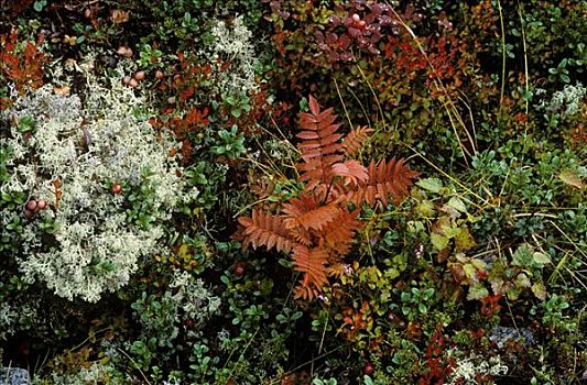 秋天,地面,植被,挪威