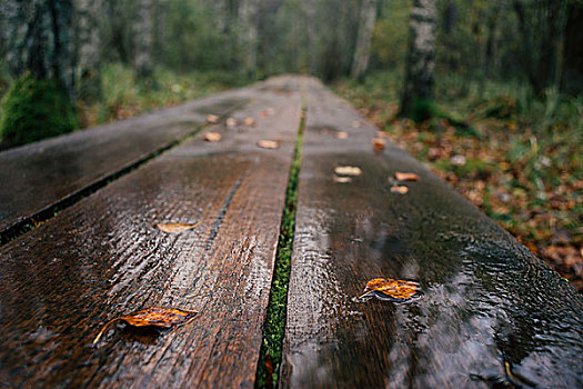 特写,木板,徒步旅行,湿,雨,秋天,背景,浅,景深