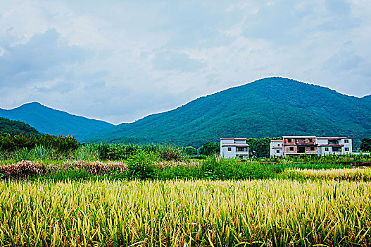 田园风光