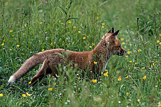 红狐,狐属,幼仔
