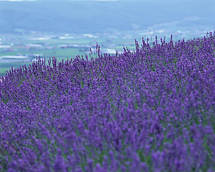 薰衣草种植区