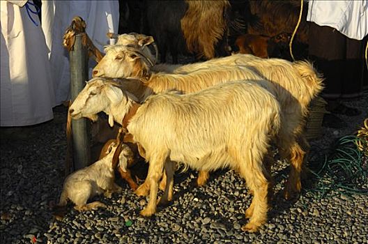 山羊,销售,尼日瓦,市场,阿曼苏丹国