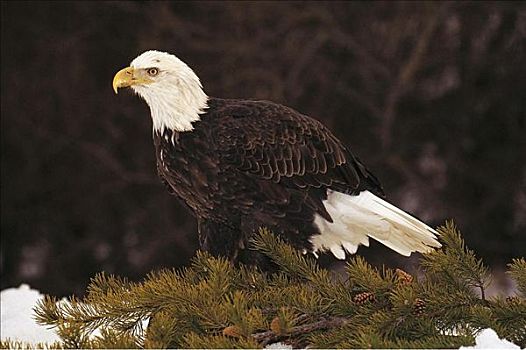 白头鹰,海雕属,雕,猛禽,明尼苏达,美国,北美,动物