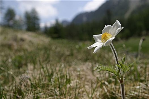 法国,上阿尔卑斯省,山谷,高山,白头翁