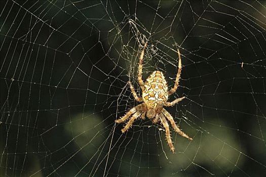 欧洲园蛛,十字园蛛,蜘蛛网