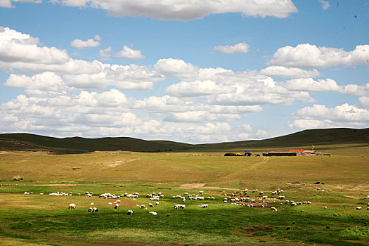 内蒙古放牧的羊群