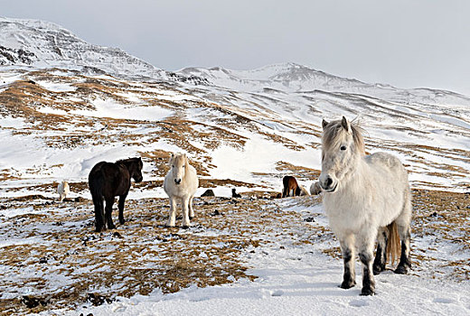 冰岛马,特色,冬季外套,传统,冰岛,痕迹,起点,背影,马,维京,中世纪,大幅,尺寸