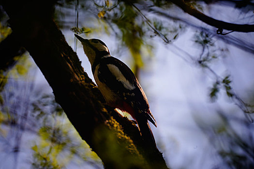大斑啄木鸟