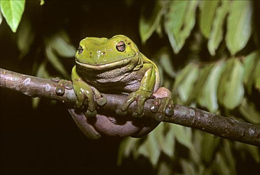 绿树蛙,澳大利亚