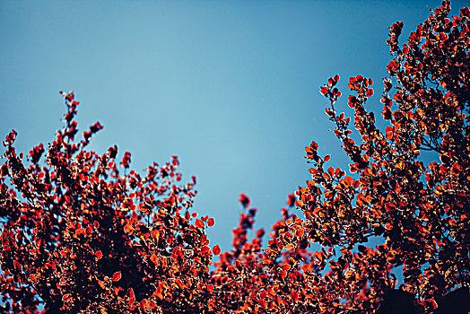 李子,红色,发光,叶子,春天,太阳
