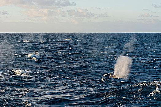 南极,亚南极,岛屿,斯科舍海,线条,南露脊鲸