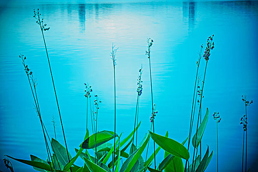 野草,花,野花,杂草,河边,水,草,植物