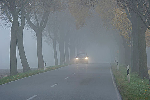 雾,雾状,状况,驾驶,枫树,树,道路,靠近,上巴伐利亚,巴伐利亚,德国,欧洲