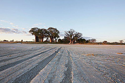 国家公园,白天,卡拉哈里沙漠,非洲