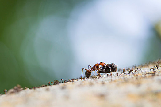 蚂蚁,装载