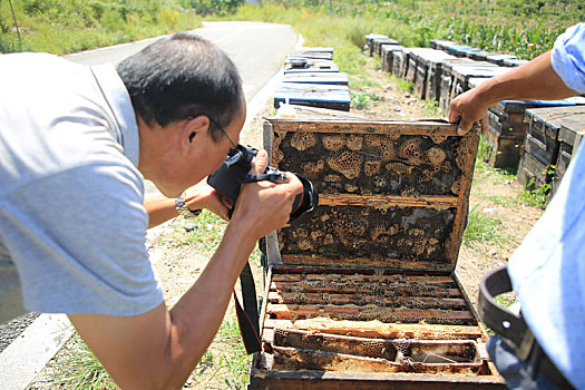 山东省日照市,实拍养蜂人的甜蜜生活