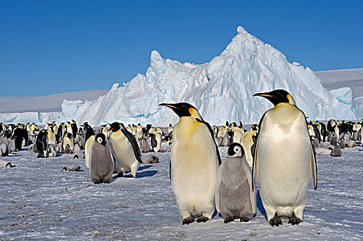 南极,威德尔海,雪丘岛,帝企鹅,生物群,成年,幼禽,前景
