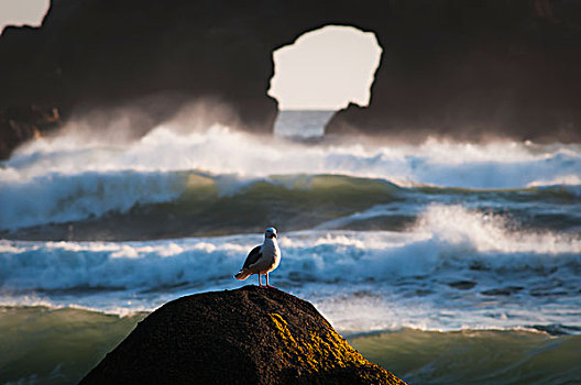 海鸥,休息,石头,艾科拉州立公园,俄勒冈,美国