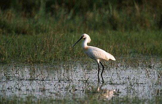 白琵鷺,湿地,欧洲