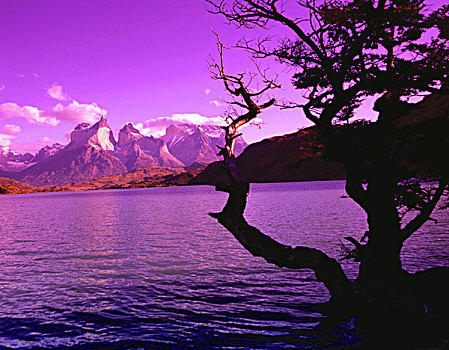智利,巴塔哥尼亚,国家公园,咸水,树,剪影,绛红,南美,拉丁美洲,目的地,景象,自然,风景,世界遗产,湖,山,荒芜