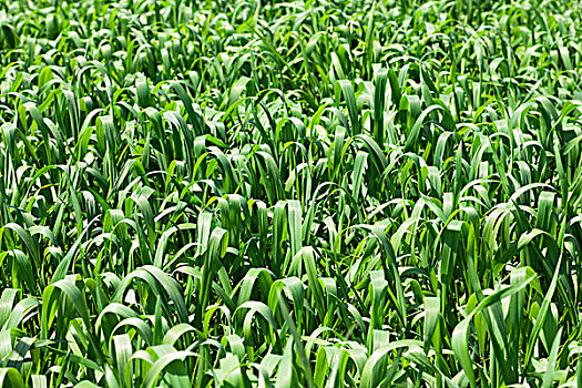 春季刚播种的小麦,麦苗