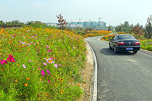 格桑花