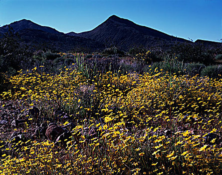 加利福尼亚,死亡谷国家公园,野花,盛开,死谷,大幅,尺寸