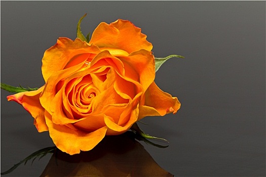 一朵花,黄玫瑰,隔绝,深色背景
