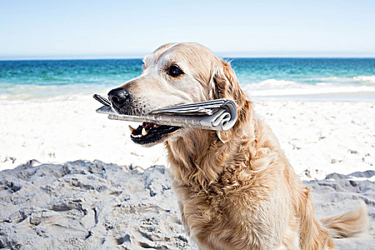 有趣,狗,拿着,报纸,嘴,海滩