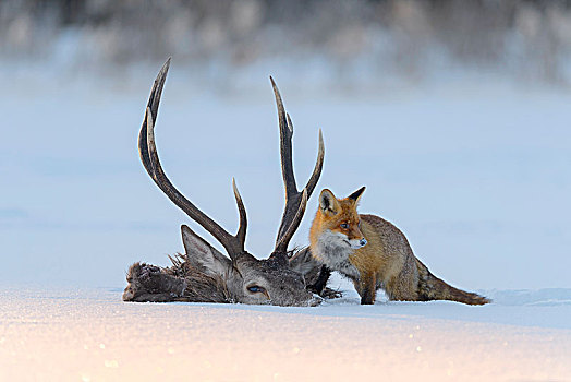 红狐,狐属,畜体,赤鹿,落下,冰,冰冻,湖,波希米亚风格,树林,捷克共和国,欧洲