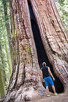 后视图,成熟,男人,仰视,巨杉,树,优胜美地国家公园,加利福尼亚,美国