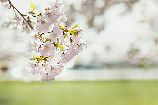 樱花,树,春天