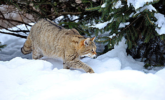 野猫科动物,斑貓,冬天,徘徊