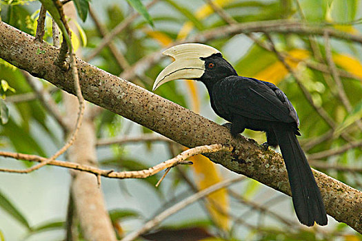黑色,犀鸟,沙巴,婆罗洲,马来西亚