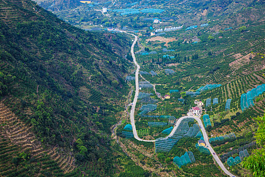 山,桔子,桔园,道路,开垦,大地