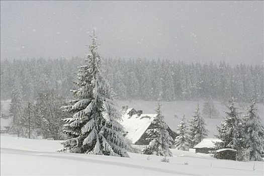 家园,雪中,小雪,萨克森,德国