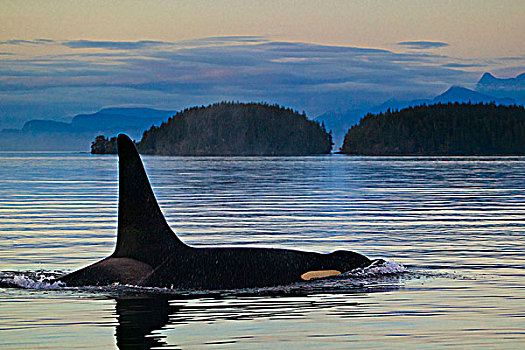 雄性,逆戟鲸,北方,温哥华岛,海岸线,不列颠哥伦比亚省,加拿大