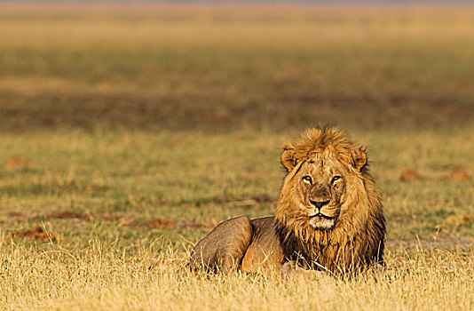 狮子,雄性,休息,早晨,萨维提,乔贝国家公园,博茨瓦纳,非洲