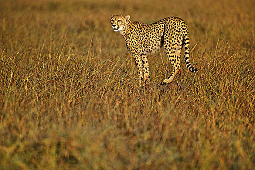 印度豹,猎捕,猎豹,肯尼亚