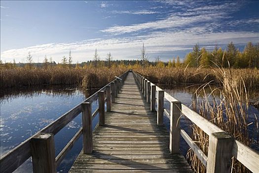 木板路,湿地,保护区,渥太华,安大略省,加拿大