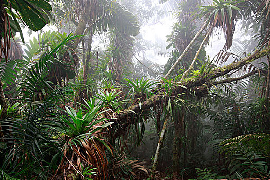 凤梨科植物,桫椤,高度,热带雨林,内华达山脉,国家公园,哥伦比亚