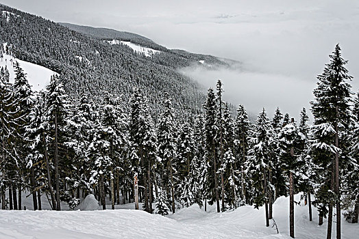 积雪,树,山,惠斯勒,不列颠哥伦比亚省,加拿大