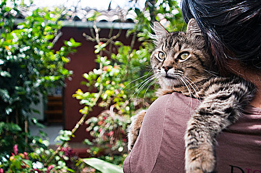 女人,拿着,猫,肩部