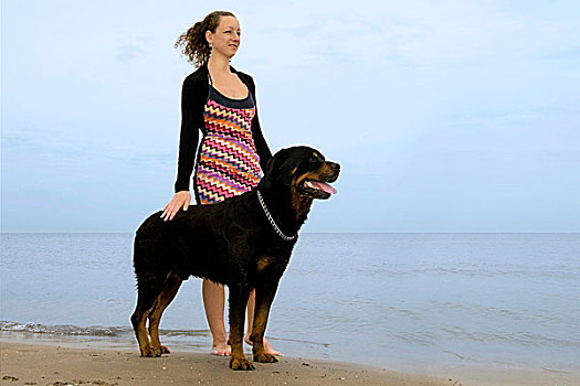 罗特韦尔犬,女人,海滩