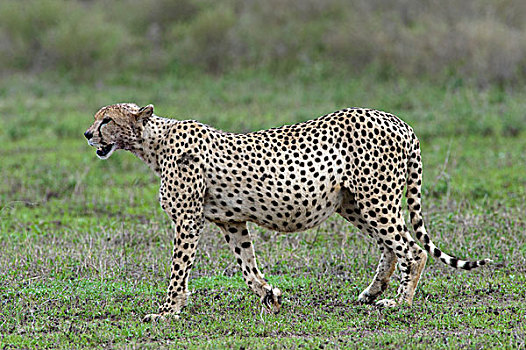 印度豹,猎豹,怀孕,女性,恩戈罗恩戈罗,保护区,坦桑尼亚