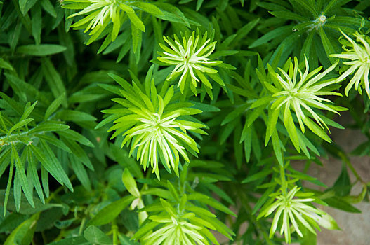 小蓬草草叶特写