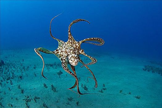 夏威夷,霞水母章鱼